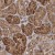 Immunohistochemistry-Paraffin: FEZ2 Antibody [NBP1-90909] - Immunohistochemical staining of human kidney shows strong cytoplasmic and nucleolar positivity in cells in tubules.